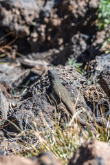 Lagarto en el Parque Nacional del Teide, Tenerife.