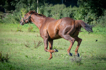 Thoroughbred racehorses enjoying summer turn out in the fields, galloping around for fun and...