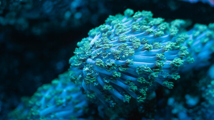 blue coral reef in the sea