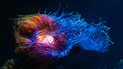 colorful coral in the aquarium