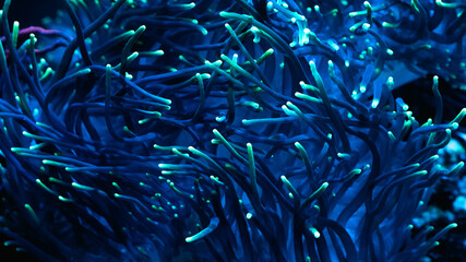 Blue and green coral in the aquarium