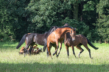 Thoroughbred racehorses enjoying summer turn out in the fields, galloping around for fun and letting off steam.