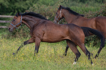 Thoroughbred racehorses enjoying summer turn out in the fields, galloping around for fun and letting off steam.