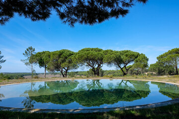 Vibrant umbrella pine trees casting reflections on a natural pool in the serene countryside of Comporta, Setubal, Portugal on a sunny day with blue sky