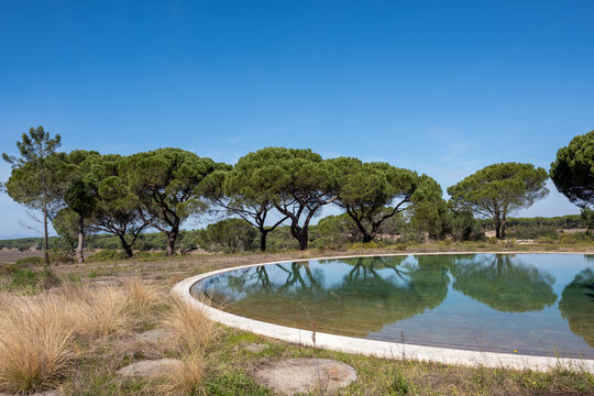 Vibrant umbrella pine trees casting reflections on a natural pool in the serene countryside of Comporta, Setubal, Portugal on a sunny day with blue sky