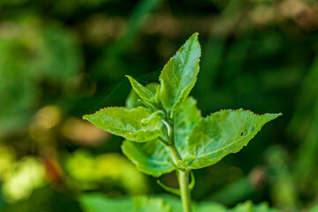 Green leaves and plants from a Danish garden