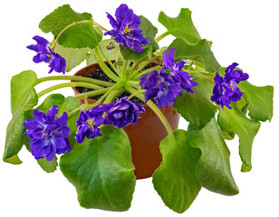 Uzambarskaya violet, variety Blue Flash (Russian language). Cut on a transparent background.