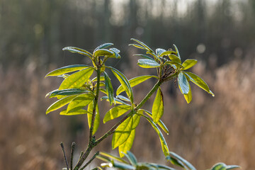 Obraz premium Green leaves and plants from a Danish garden
