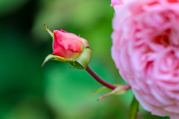 Red roses, Green leaves and plants from a Danish garden