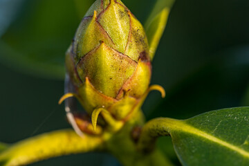 Yellow, white and red field flowers from the Danish gardens, grow everywhere in Denmark, mostly in seedbeds