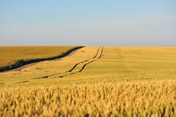 Obraz premium Wheat field. Beautiful Rural scenery under shining sunlight and blue sky. Dirt Road in a wheat field
