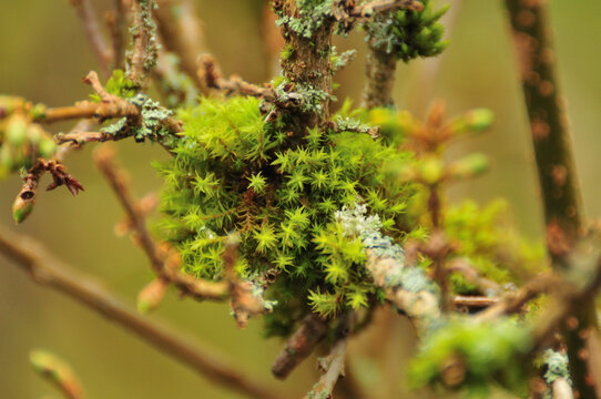 Star moss (Syntrichia ruralis) on a tree