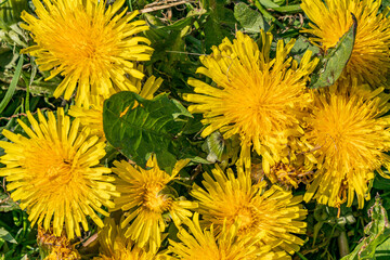 Yellow dandelions with green leaves from a Danish garden
