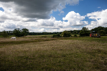 Fototapeta premium LOnely Horse near Pinnau Creek
