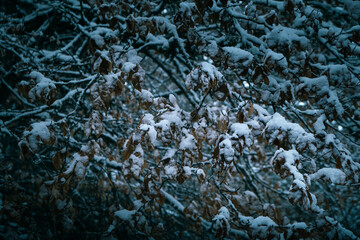 Branches with snowy leaves in winter
