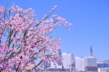 Cherry blossom or Sakura full bloom with Cityscape of Yokohama city, Skyline and office building in Minatomirai, Yokohama city port, Kanagawa, Japan - 747198441