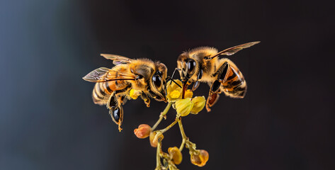 bee on a flower, Bee Communication Two bees perform a waggle dance to communicate the location of flowers to their hive mates, showcasing the complex language and social structure of bees photography