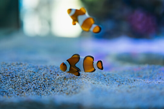 Captivating Clownfish Swimming in Aquarium Habitat