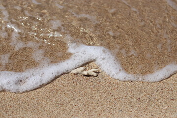 shell on the beach