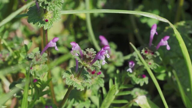 大和川の河川敷に咲くホトケノザの花