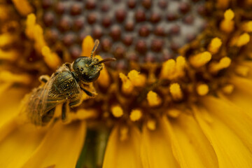 a bee on a yellow flower overhead view