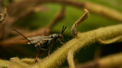 Full profile details of a fly with red eyes