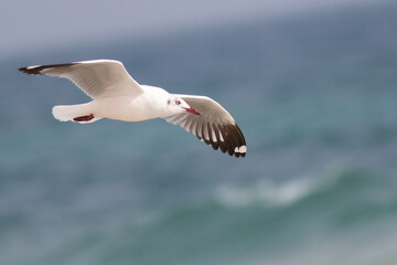 Seagull in flight