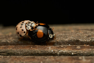 Two ladybugs, one white and the other black mounted