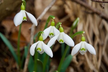 spring snowdrop flowers, Bucegi Mountains, Romania