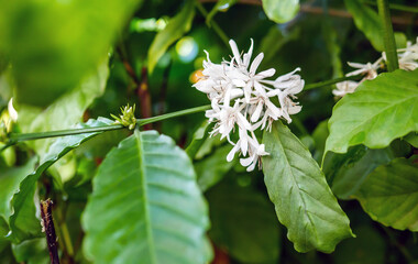 Obraz premium White coffee flowers blooming on coffee plants season and green coffee leaves. close-up