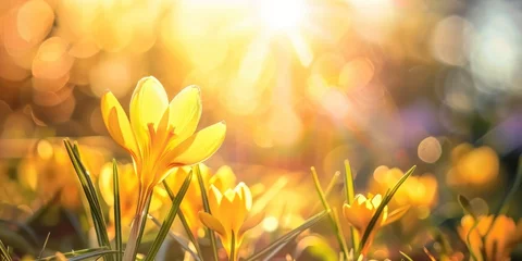 Foto op Canvas beautiful crocus flower in spring sun with blurred background copy space © David Kreuzberg