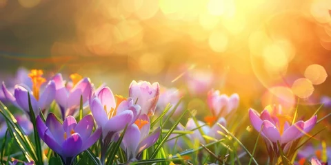 Poster beautiful crocus flower in spring sun with blurred background copy space © David Kreuzberg