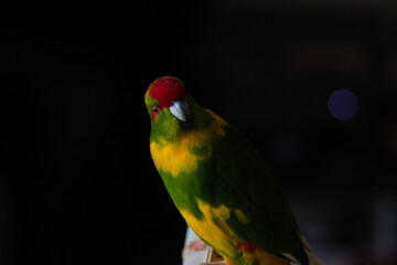 Kakariki parrot yellow green on dark background