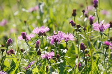 Rosa Kornblumen auf einer Blumenwiese, Deutschland