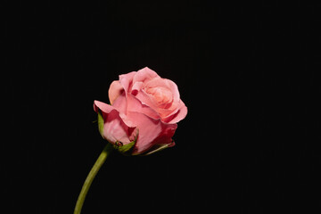 Fototapeta premium Beautiful pink Rose close up on dark background.