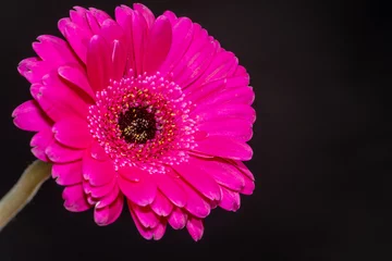 Küchenrückwand glas motiv Beautiful blooming pink gerbera daisy flower on black background. text space availible. © M.Nergiz