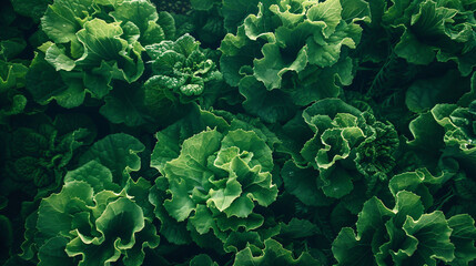 Green lettuce - obrazy, fototapety, plakaty