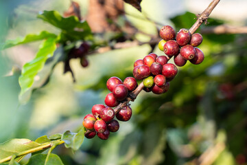 fresh coffee cherry on the coffee tree