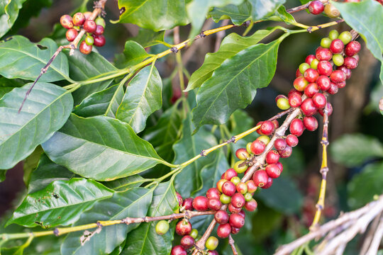 fresh coffee cherry on the coffee tree