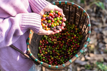 harvest coffee beans from the coffee farm