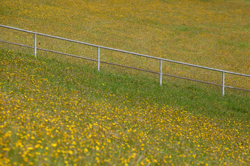Blumenwiese mit gelben Löwenzahnblumen und Treppengeländer, Deutschland