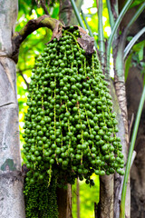 Fishtail palm fruits hanging on tree