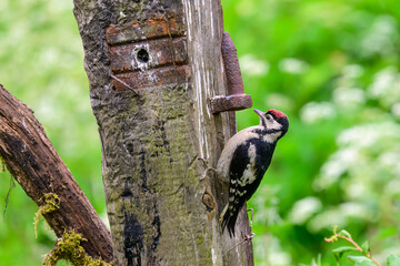 Fledgling male Great spotted woodpecker, Dendrocopos major, climbing a gate post
