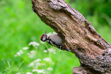 Fledgling male Great spotted woodpecker, Dendrocopos major, climbing a tree trunk