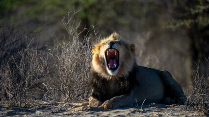 Lion (Panthera leo) Kgalagadi Transfrontier Park, South Africa