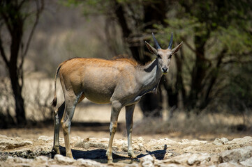 Fototapeta premium Eland ( Tragelaphus oryx) Kgalagadi Transfrontier Park, South Africa