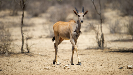  Eland ( Tragelaphus oryx) Kgalagadi Transfrontier Park, South Africa