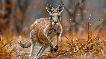 Fotobehang wildlife photography, authentic photo of a kangaroo in natural habitat, taken with telephoto lenses, for relaxing animal wallpaper and more © elementalicious