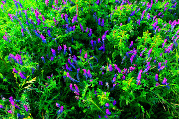 Rich scenery in Piani di Ragnolo near Sibillini Mountains with blue fodder vetch flowering amongst...