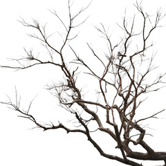 Tree Silhouettes Against White Sky: A Minimalist Nature Scene